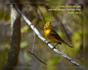 Daily Scripture Art Psalm 38 15